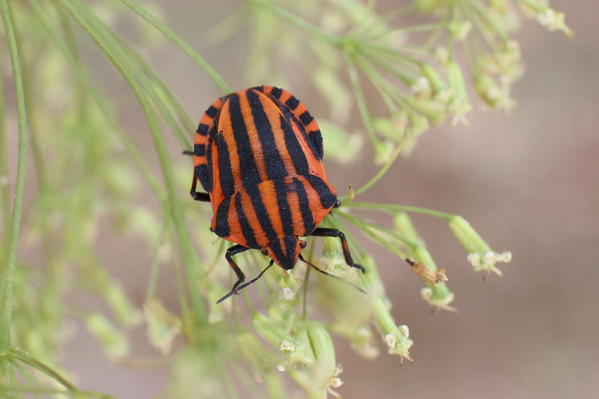 Image of <i>Graphosoma italicum</i>