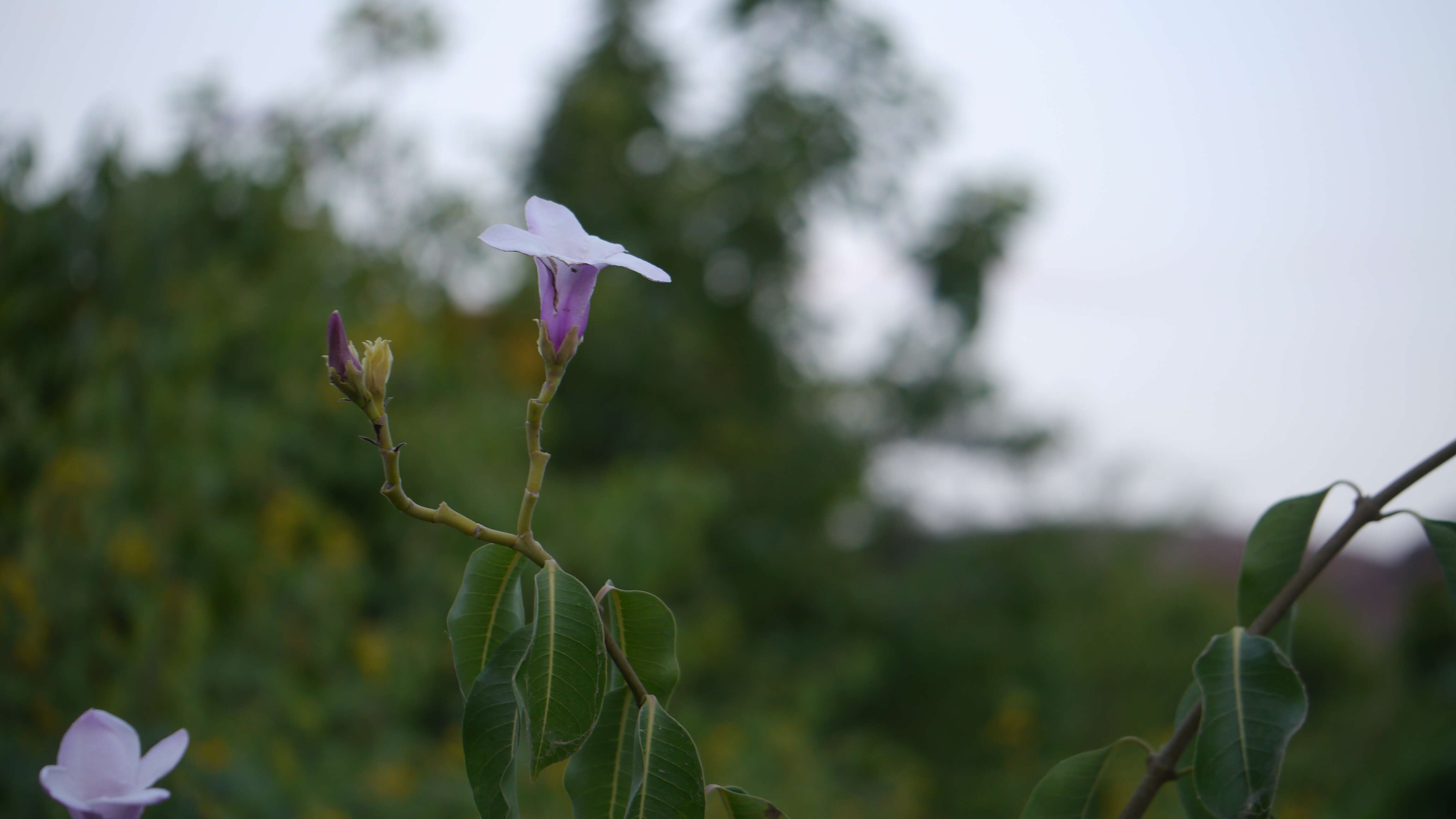 Image of Palay rubbervine