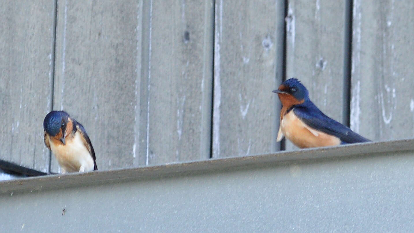 Image of Hirundo Linnaeus 1758