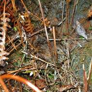 Image of Barred Buttonquail