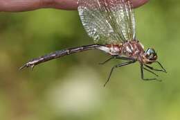 Image of Clamp-tipped Emerald