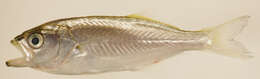 Image of bluefishes