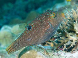 Image of False-eyed Pufferfish