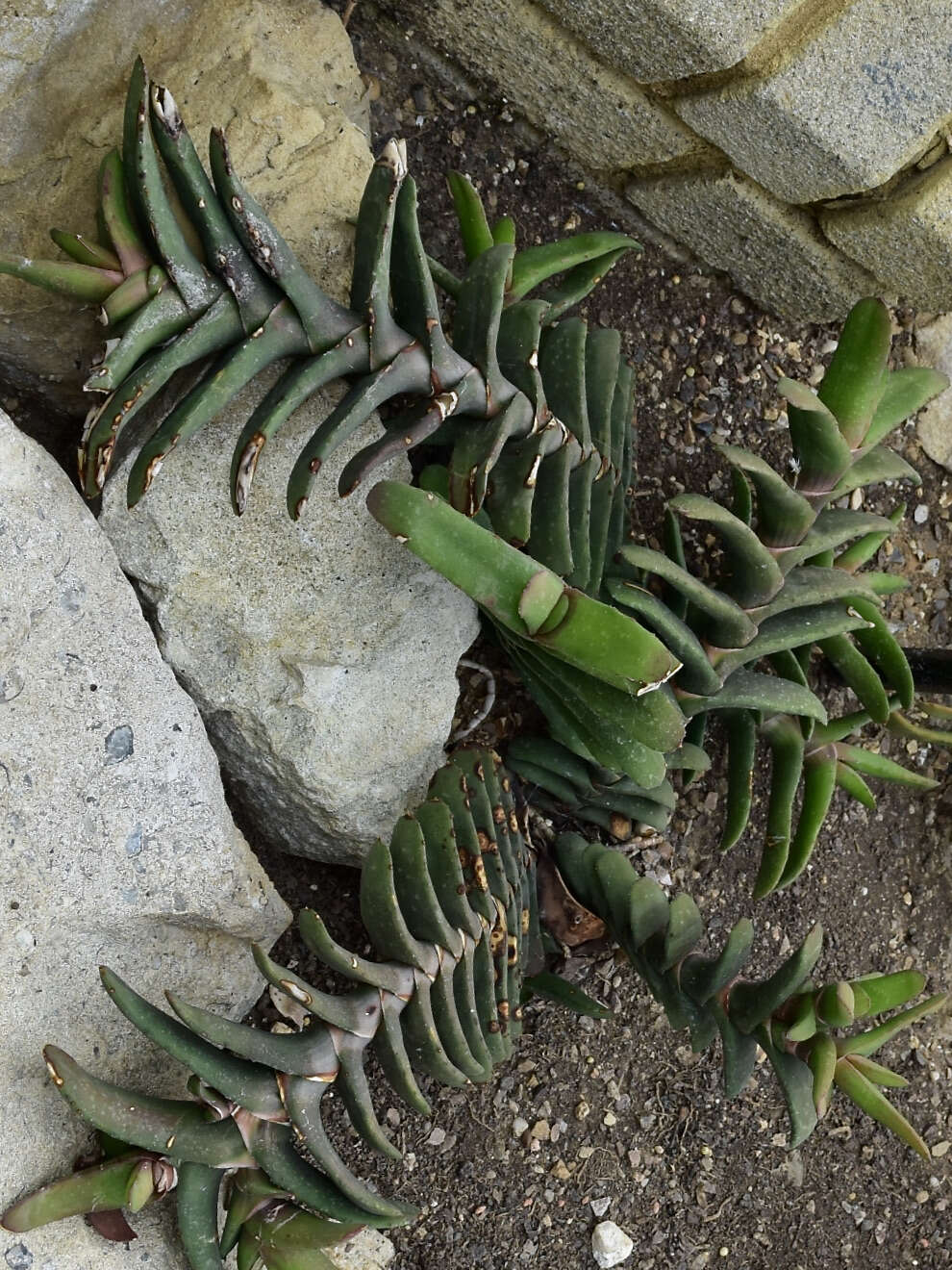 Слика од Gasteria rawlinsonii Oberm.