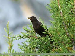 Image of Tibetan Blackbird