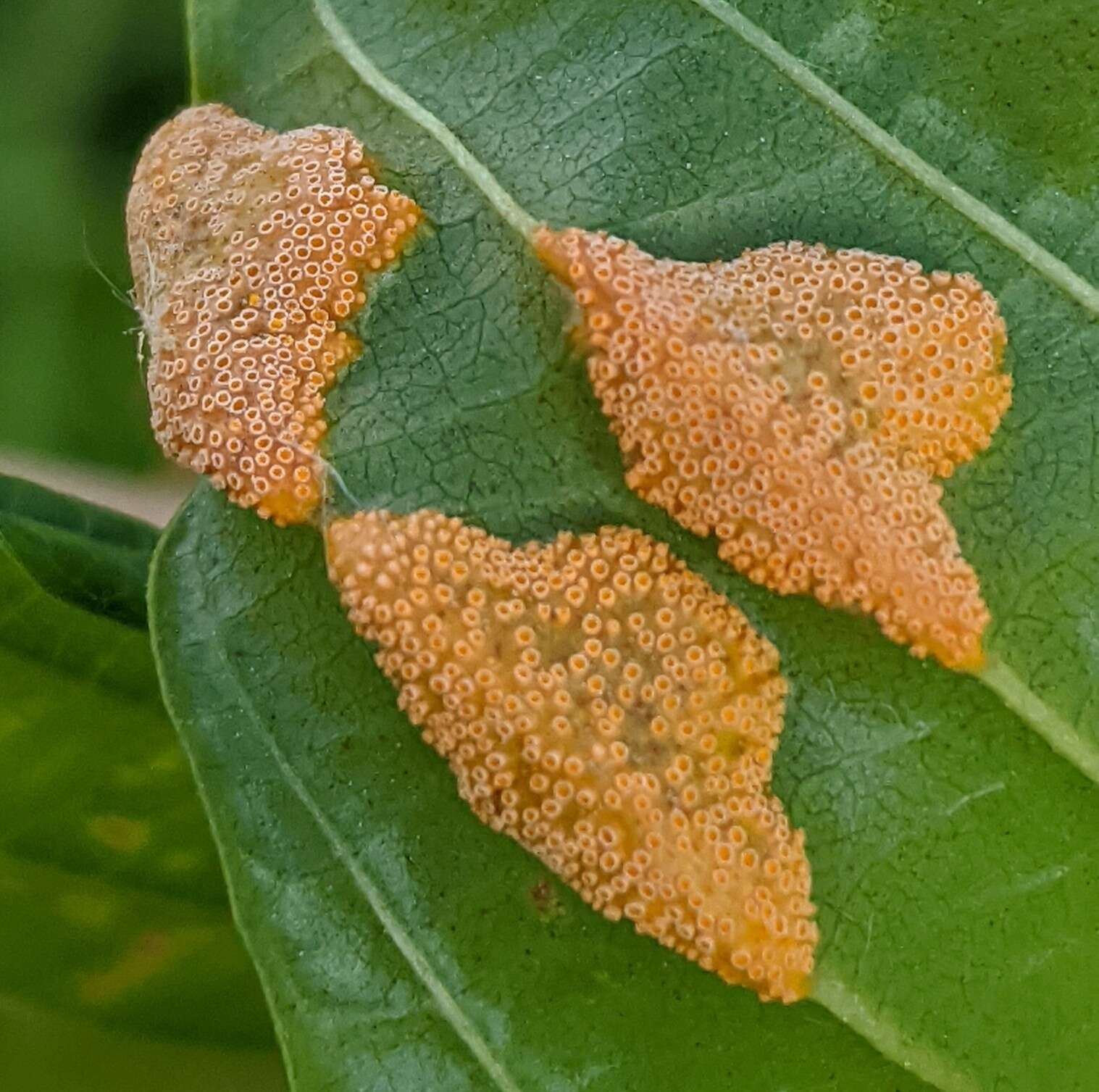 Image of Crown rust of oats