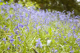 Image of Common Bluebell