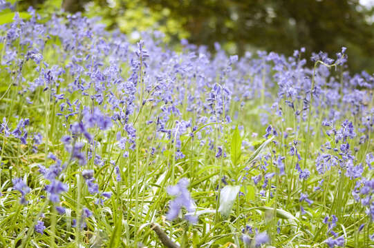 Image of Common Bluebell