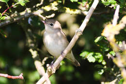 Image of Garden Warbler