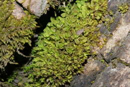 Image of Wideleaf Tortula Moss