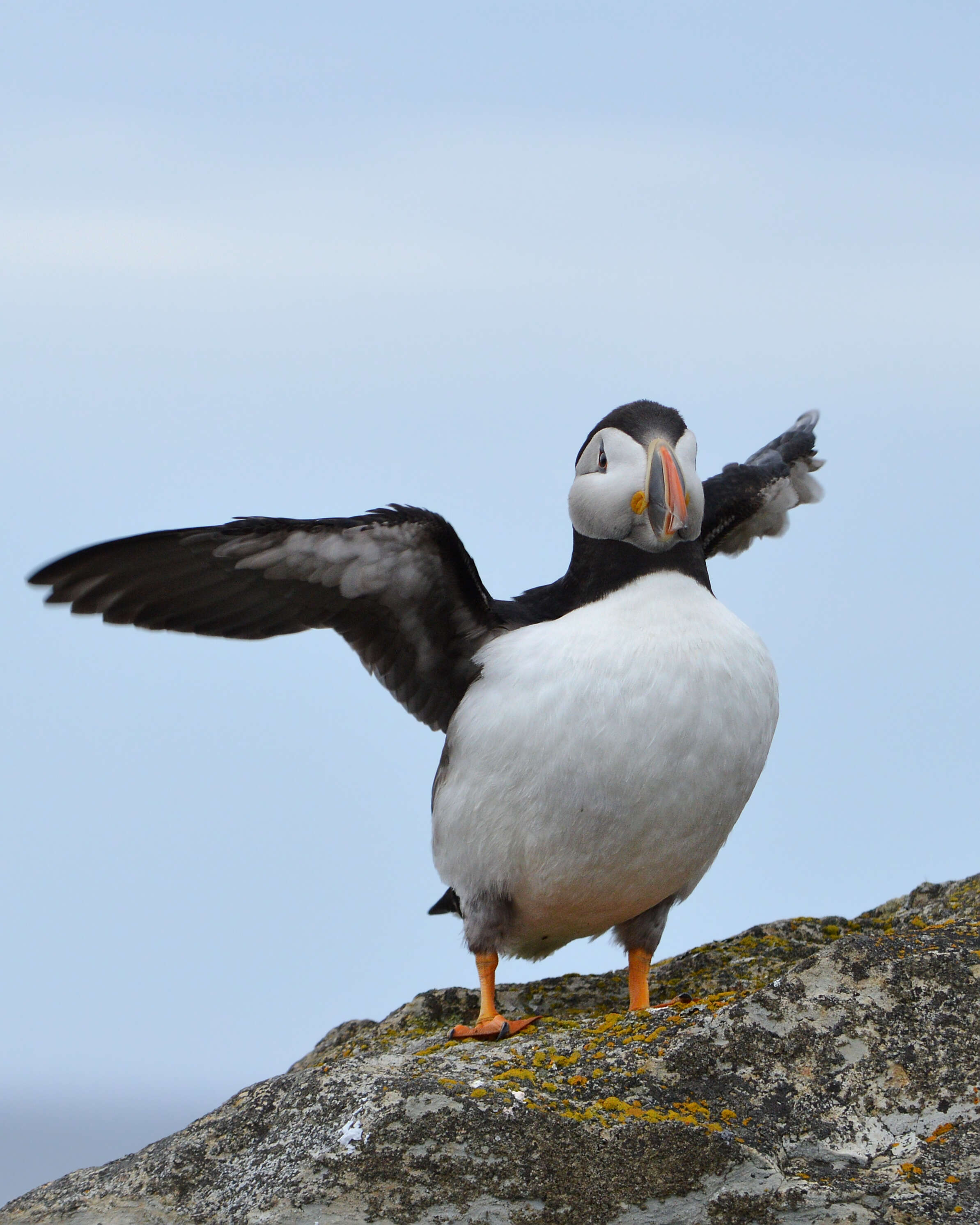 Image of Puffin