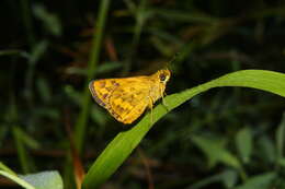 Image of Bush Hopper