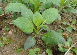 Image of small teasel