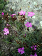 Image of carthusian pink