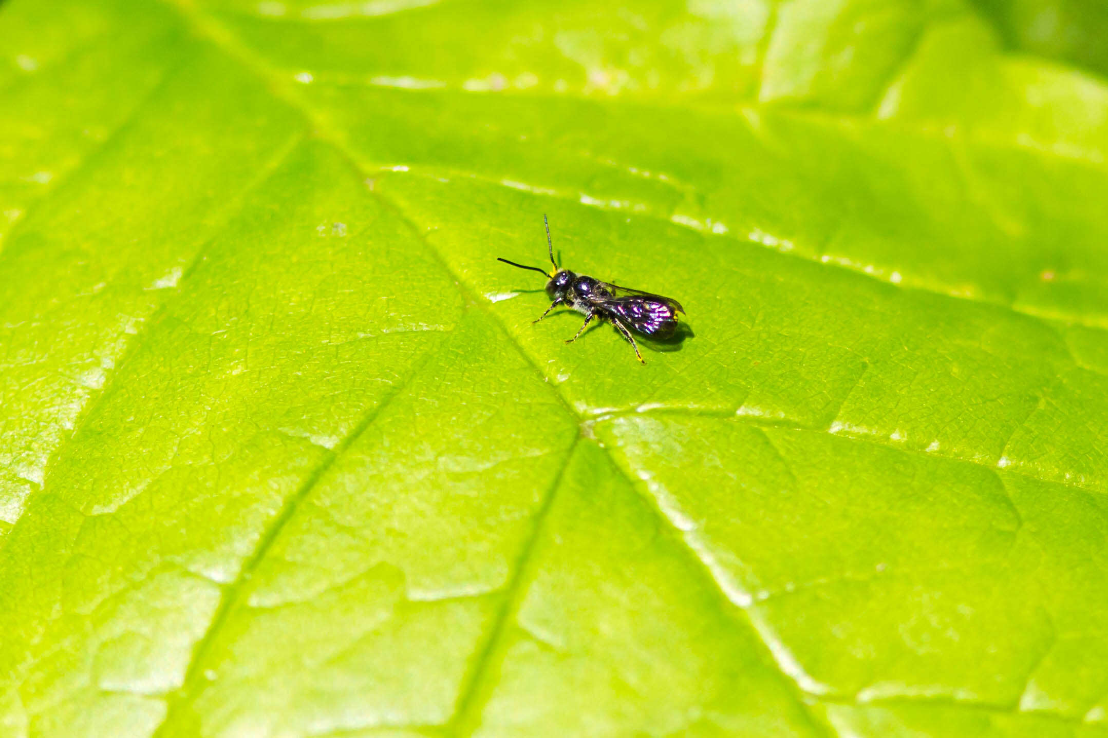 Image of Chelostoma philadelphi (Robertson 1891)