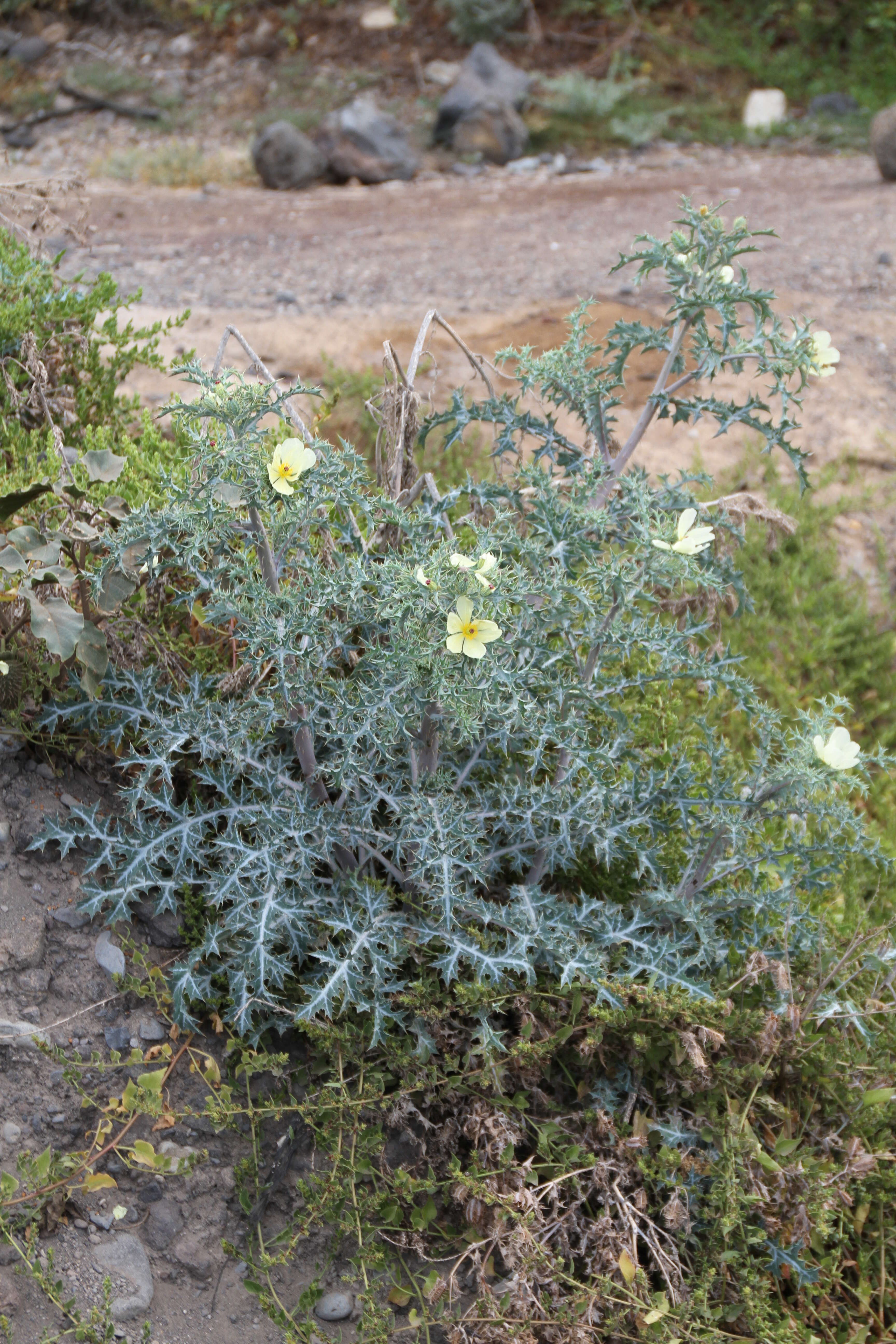 Argemone ochroleuca Sweet resmi