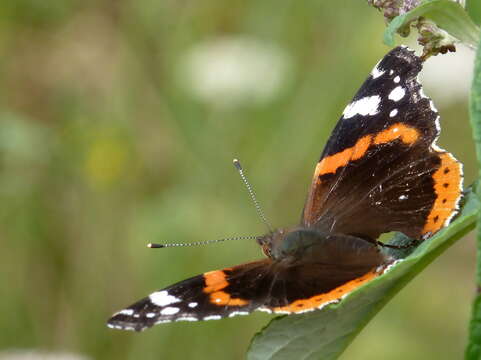 Image of Red Admiral