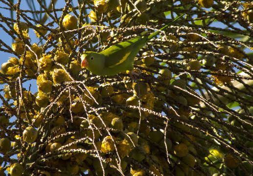 Image of Yellow-chevroned Parakeet