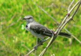 Image of Northern Mockingbird