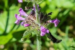 Image of wild basil