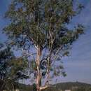 Image of Eucalyptus glaucina (Blakely) L. A. S. Johnson