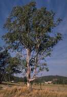 Image de Eucalyptus glaucina (Blakely) L. A. S. Johnson