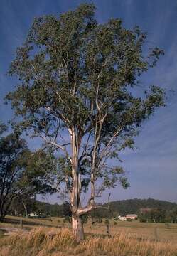 Eucalyptus glaucina (Blakely) L. A. S. Johnson resmi