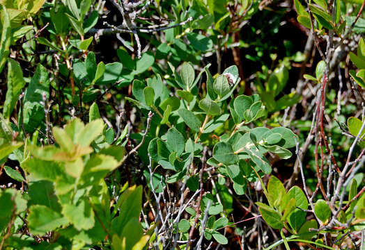 Image of mountain fly honeysuckle