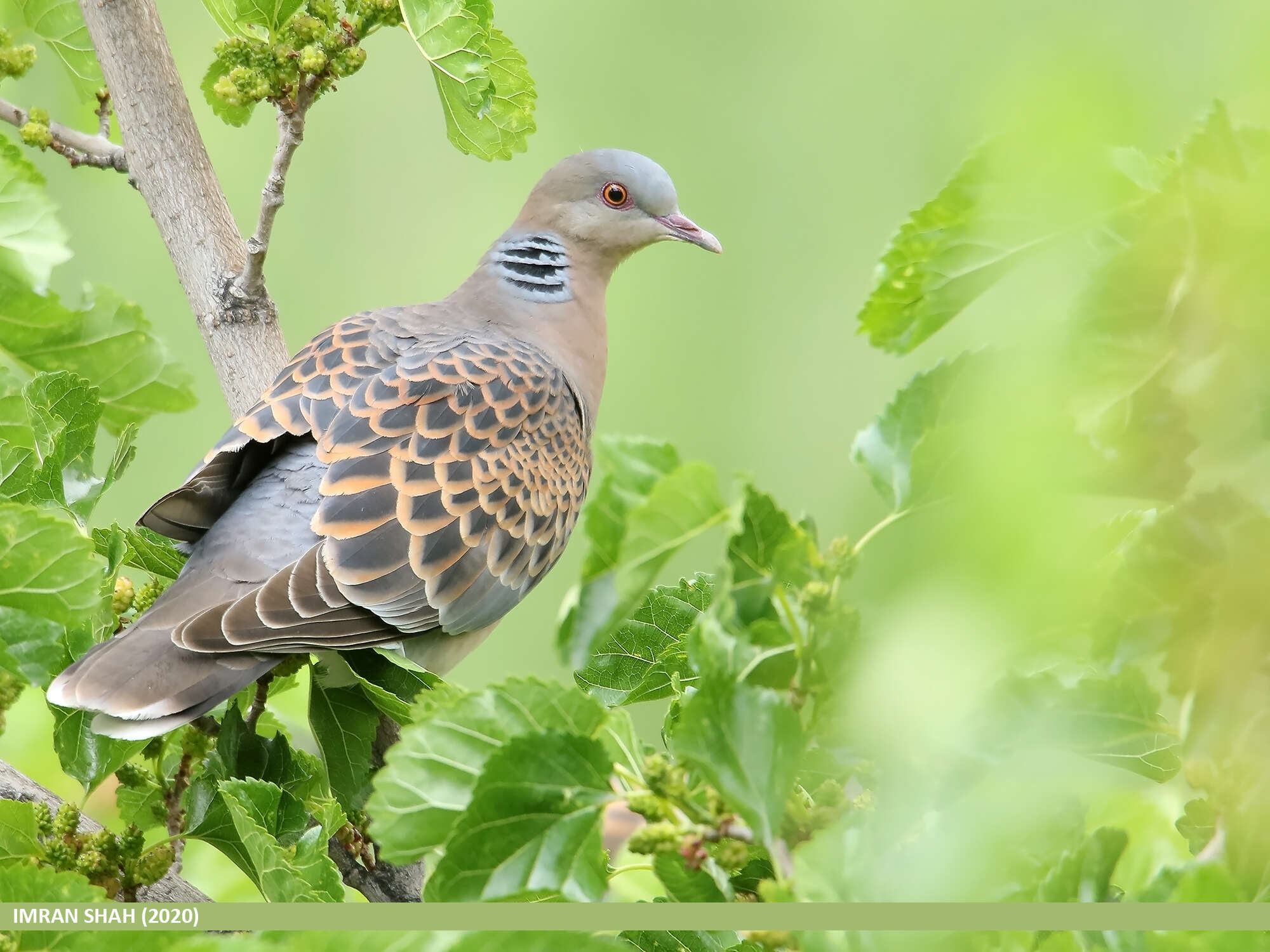 Image of Oriental Turtle Dove