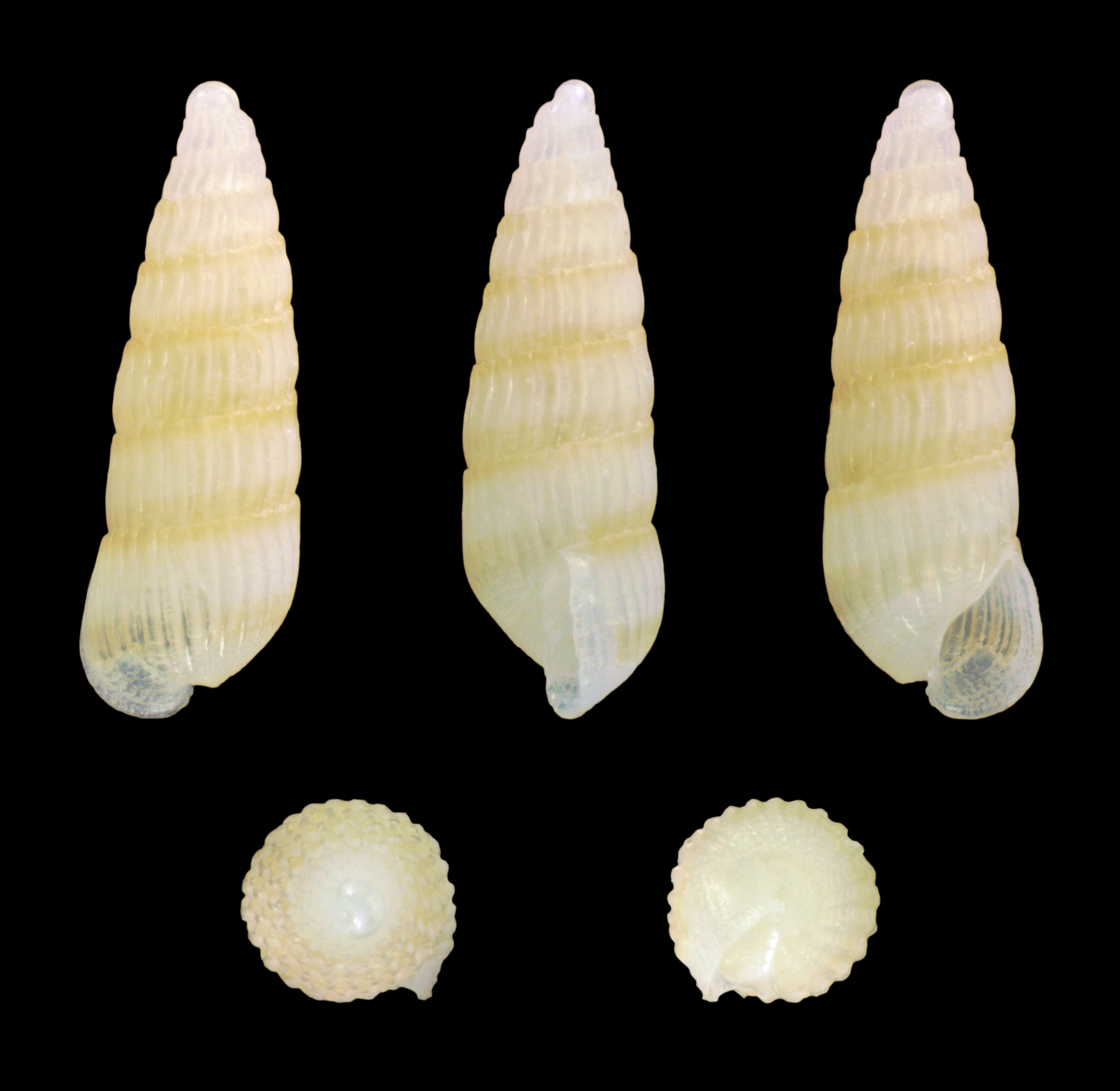 Image of Turbonilla pupoides (d'Orbigny 1841)