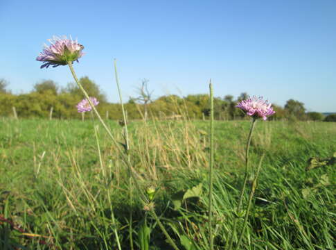 Слика од Knautia arvensis (L.) Coulter