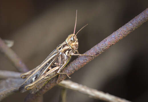 Chorthippus (Glyptobothrus) biguttulus (Linnaeus 1758) resmi