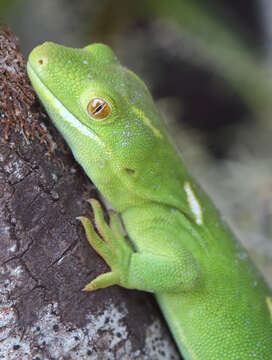Image of Wellington green gecko