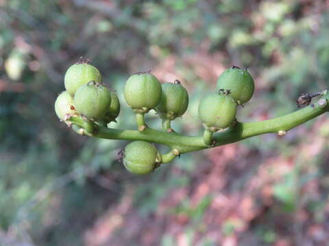 Croton persimilis Müll. Arg.的圖片