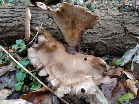 Image of Pleurotus ostreatus (Jacq.) P. Kumm. 1871