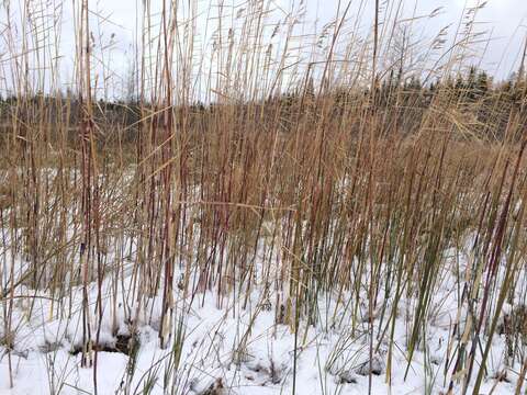 Image of American common reed