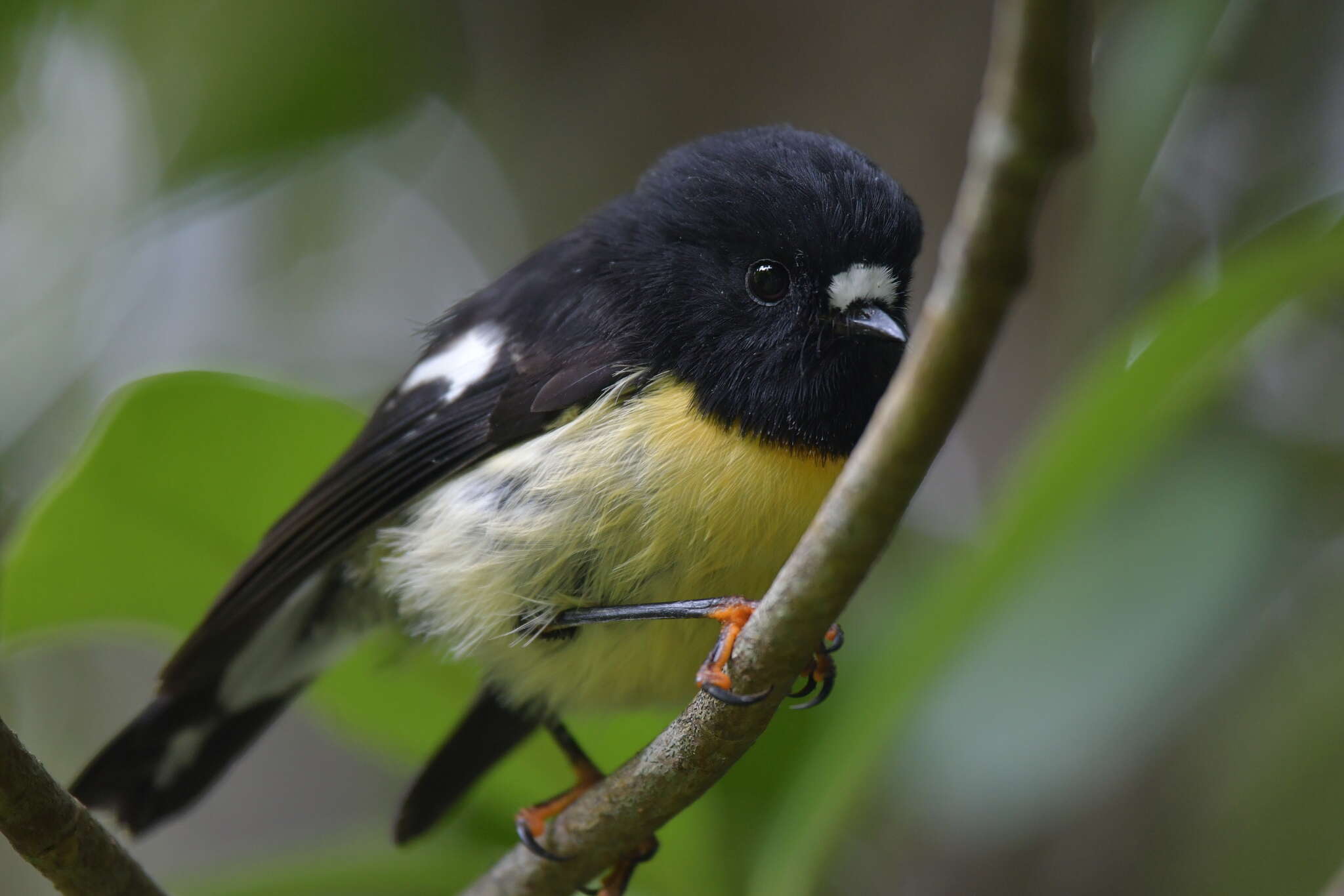 Image of New Zealand Tomtit