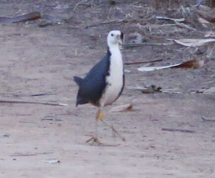 Image of White-breasted Waterhen