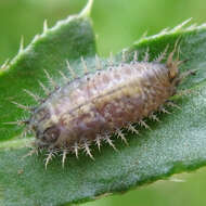 Image of thistle tortoise beetle