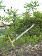 Image of staghorn sumac