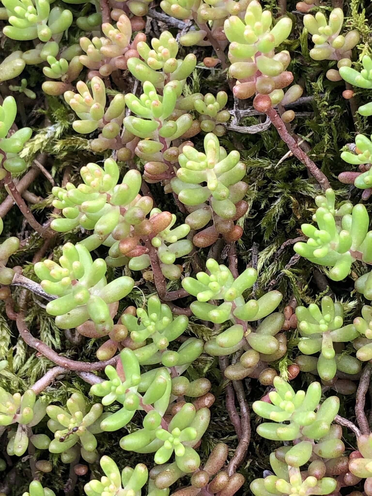 Image of White Stonecrop