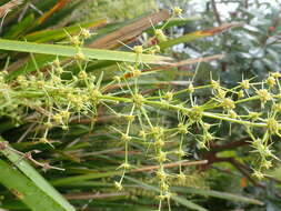 Image of Lomandra hystrix (R. Br.) L. R. Fraser & Vickery