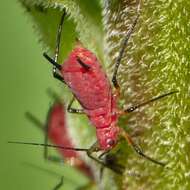 Image of Red Goldenrod Aphid