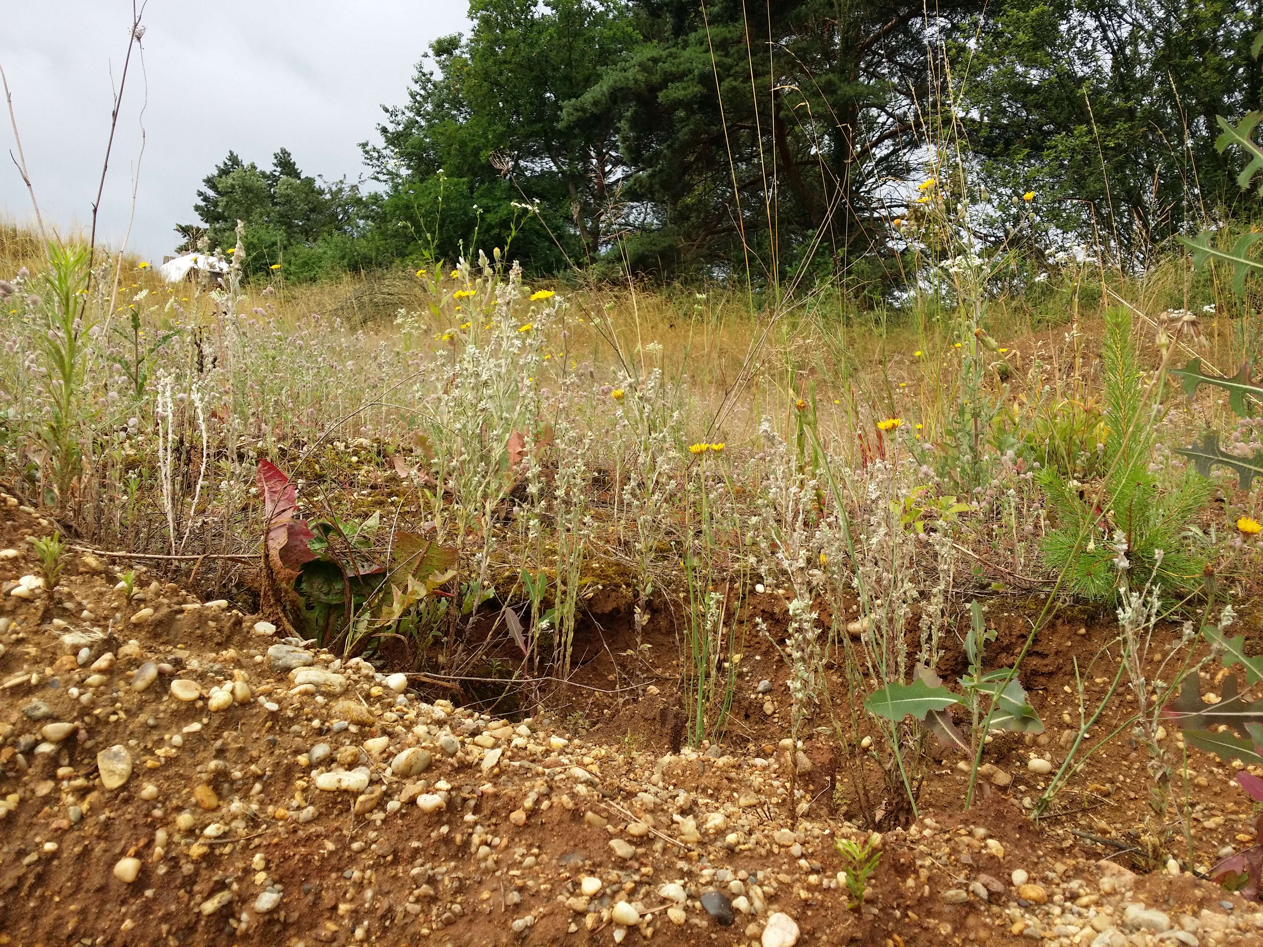 Image of field cudweed