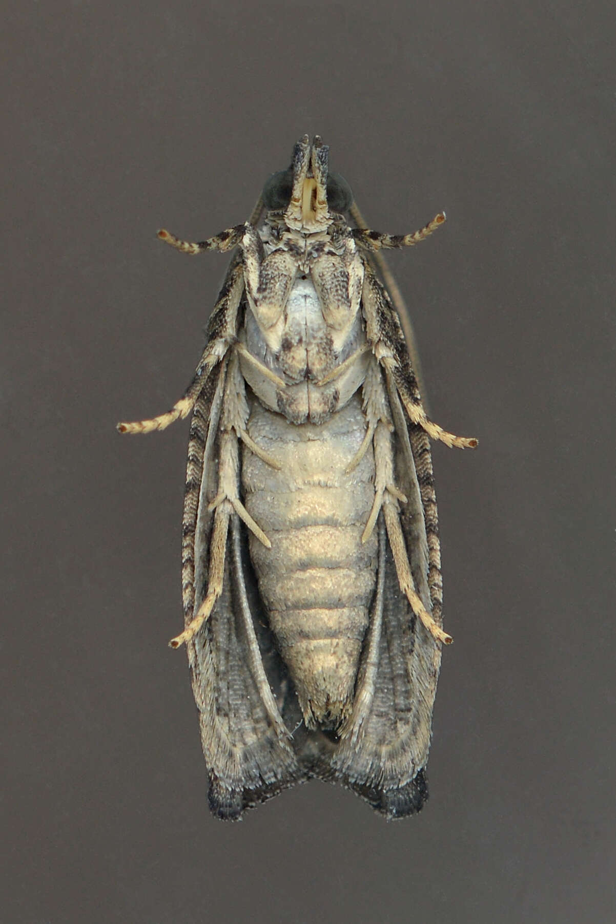 Image of Maple Twig Borer Moth