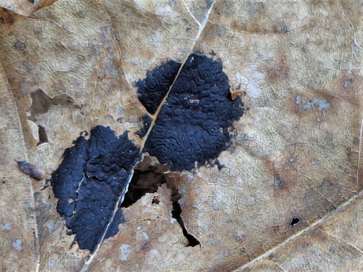 Image of European tar spot