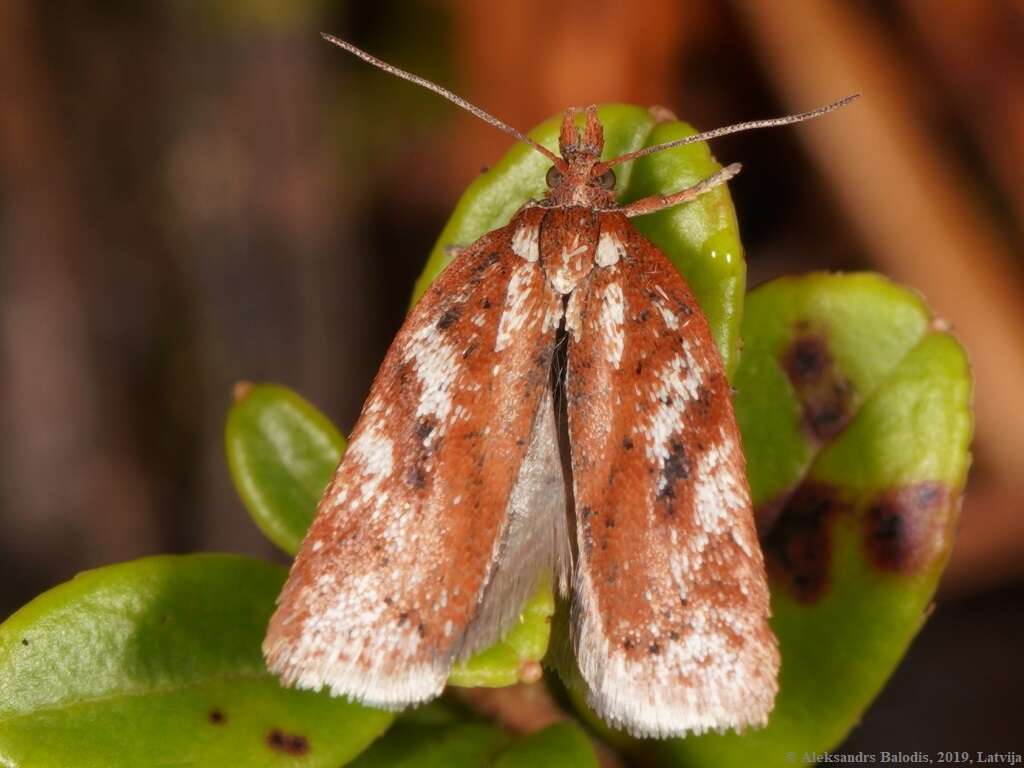 صورة Acleris hyemana Haworth 1811