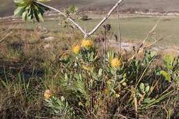 Image of Leucospermum innovans Rourke