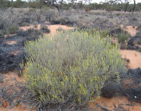 Image of Dicrastylis beveridgei F. Muell.