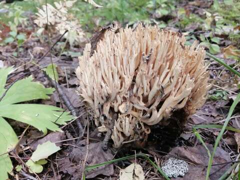 Image of Ramaria pallida (Schaeff.) Ricken 1920